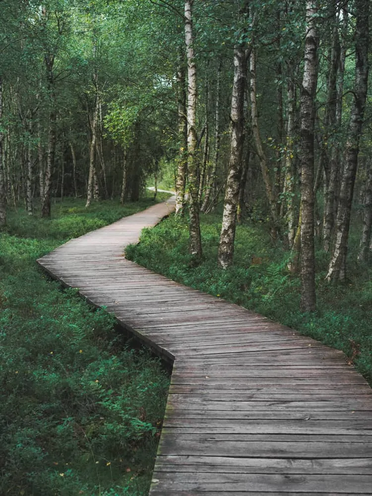 A path in a forrest