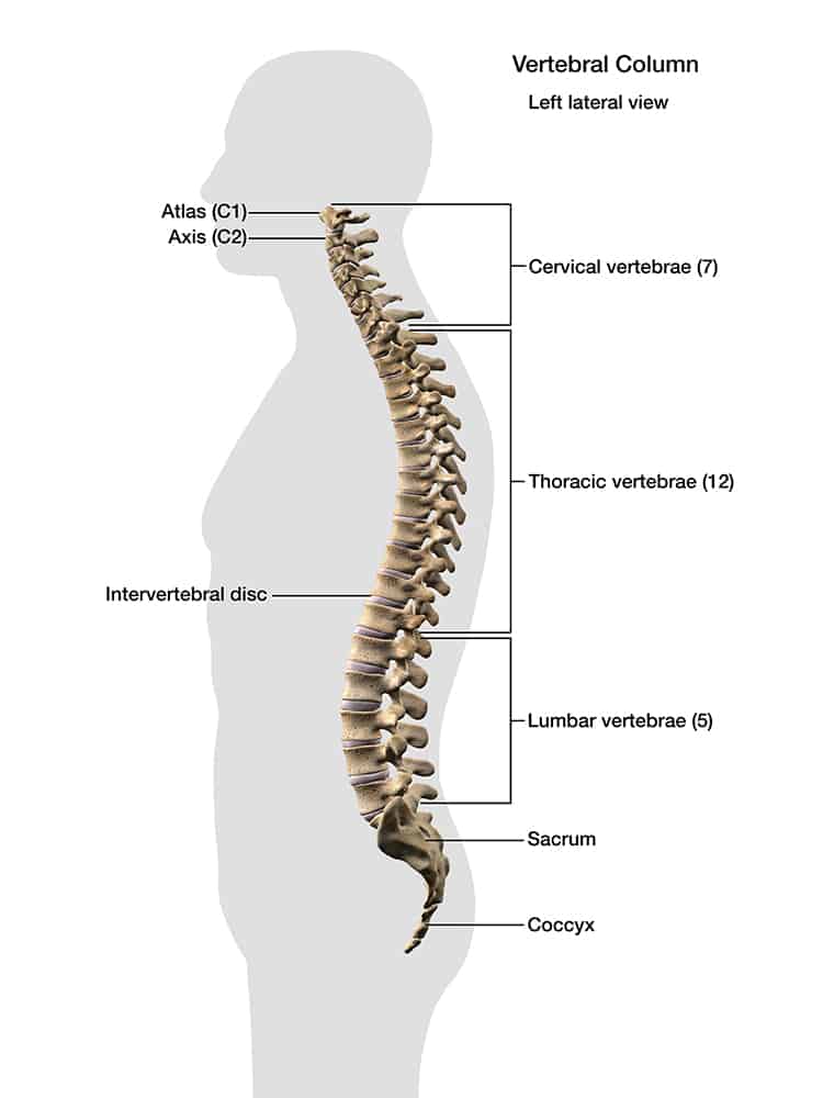 Spinal cord infographic. Spinal cord injuries can affect male fertility