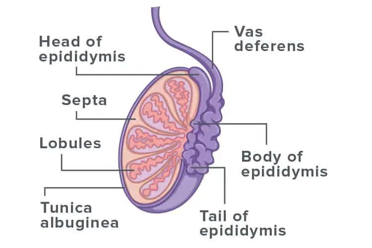 Testes does more than only making sperm