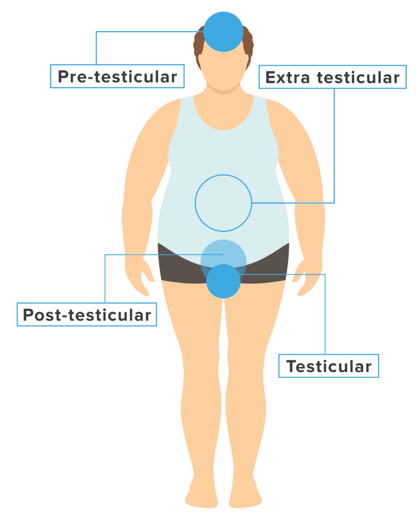Potential causes of infertility can be organized into pre-testicular, intratesticular, post-testicular, and extra testicular causes