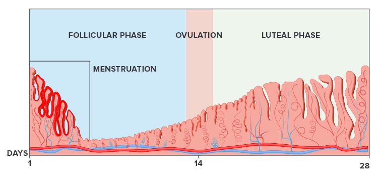 An illustration of the menstrual cycle and the fases